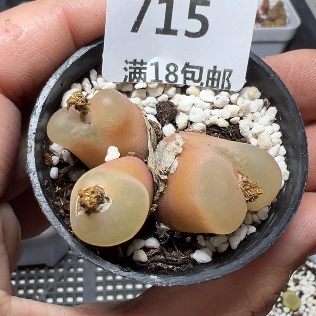【闪购商品】715……