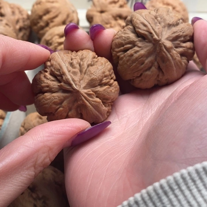 霸王龙全品无修一刀没动