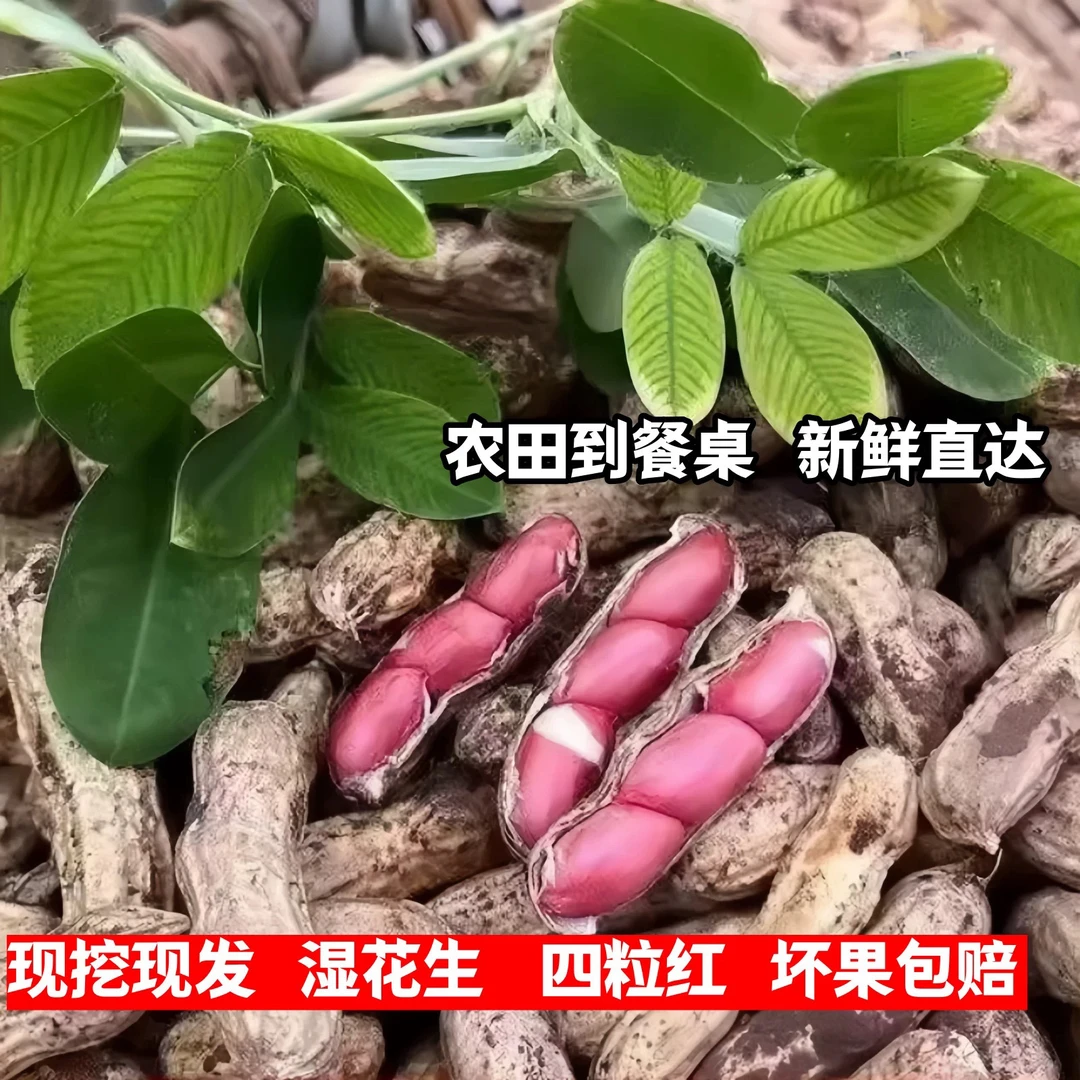 2025年新鲜红皮花生现挖四粒红衣鲜花生带壳花生农家自种小花生