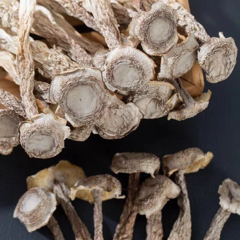 高山特产  鹿茸菇