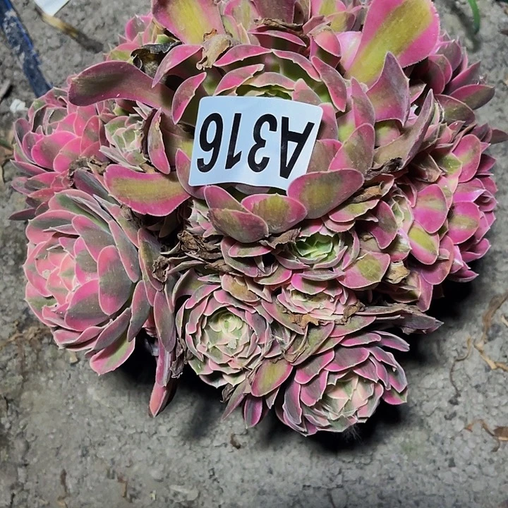 无花朵女郎法师32-1包邮法师