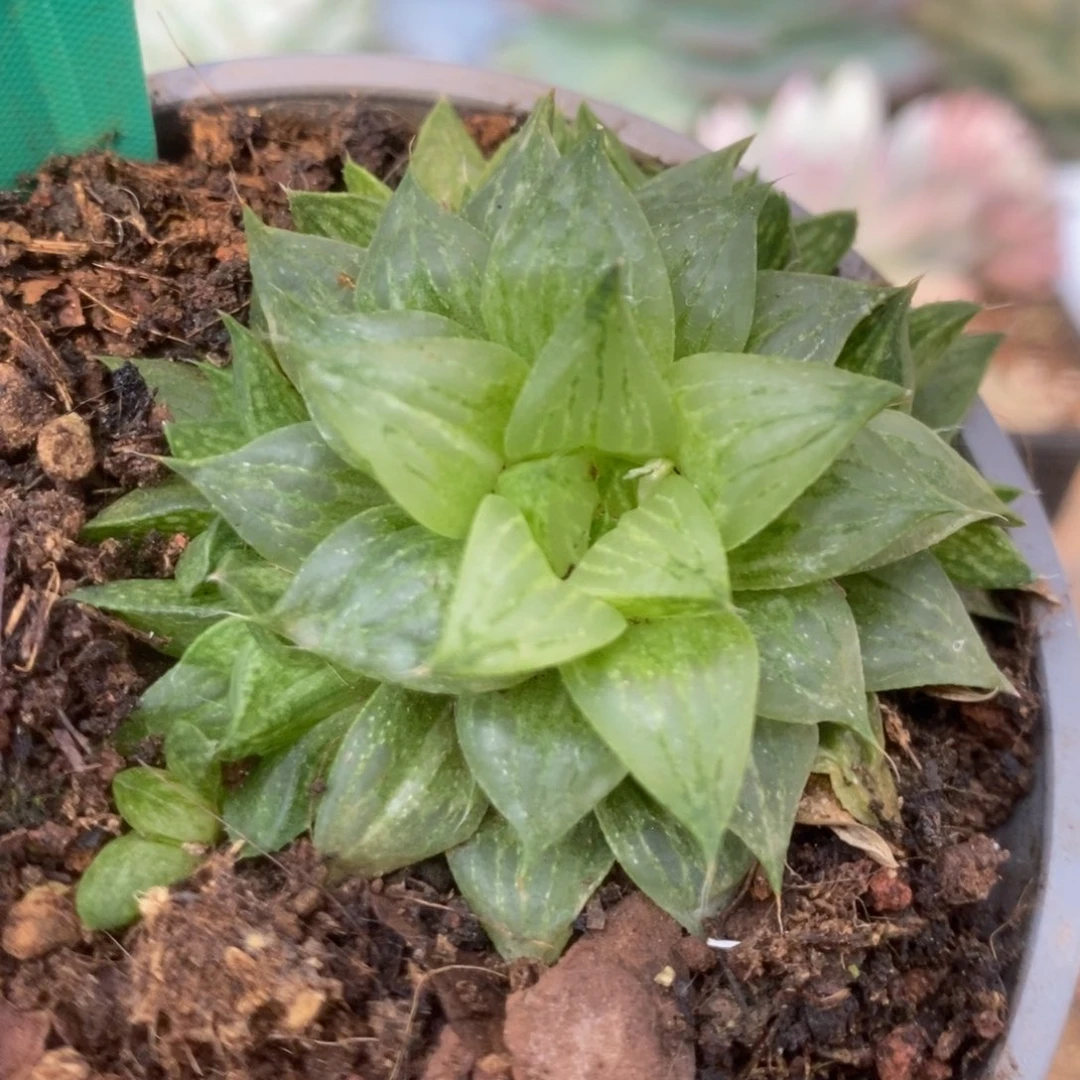 366玉露系锦锦锦锦锦锦