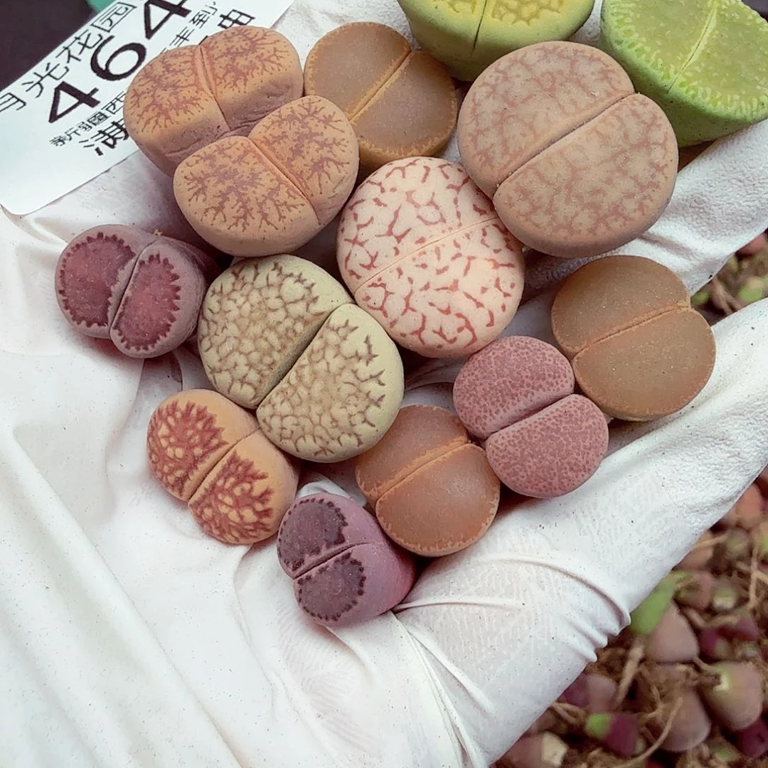 你们去吃饭不哦464