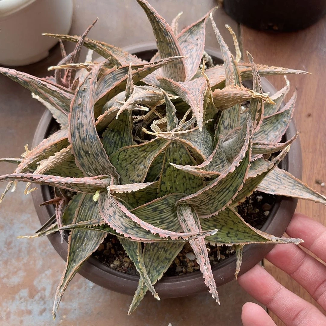 圣诞芦荟一物一拍