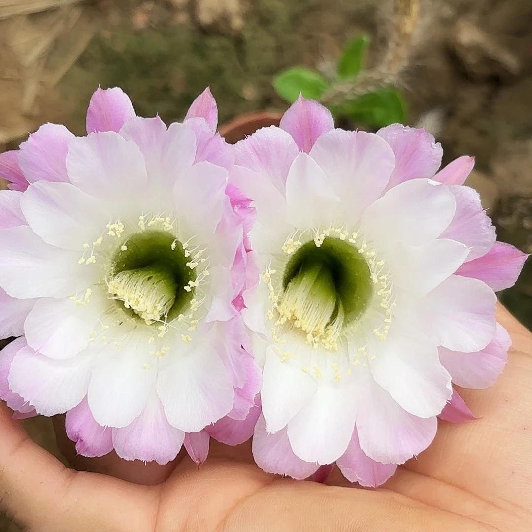 199 实生瑕疵20包邮