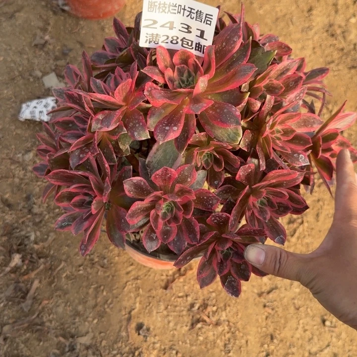 2431二号棚浣纱多肉