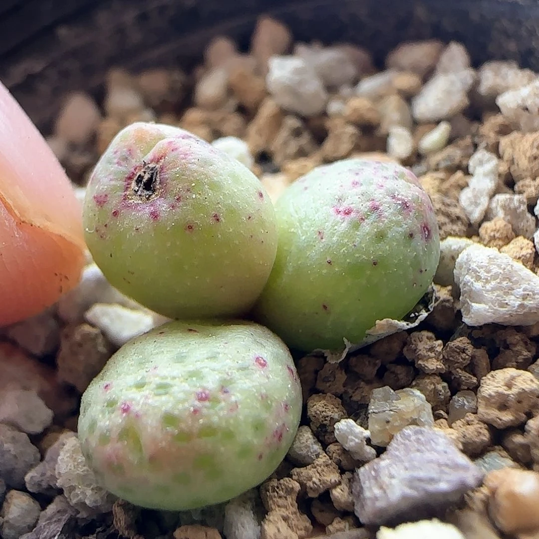 年后脱土发货23469