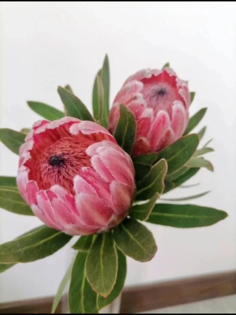 【南非花材】帝王公主