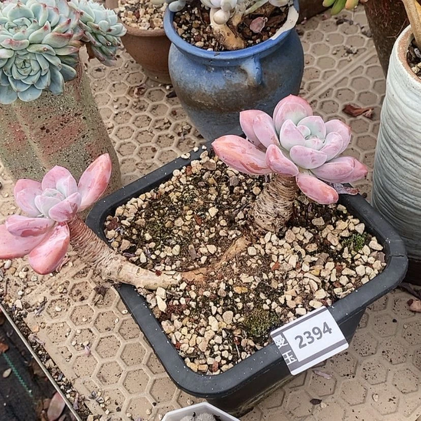 【闪购商品】奥普2394