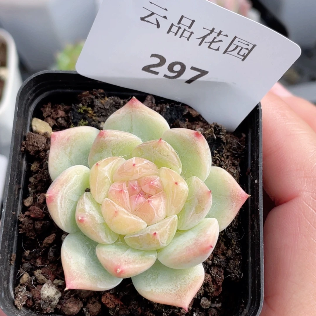 297号糖心冰心珍妮 福