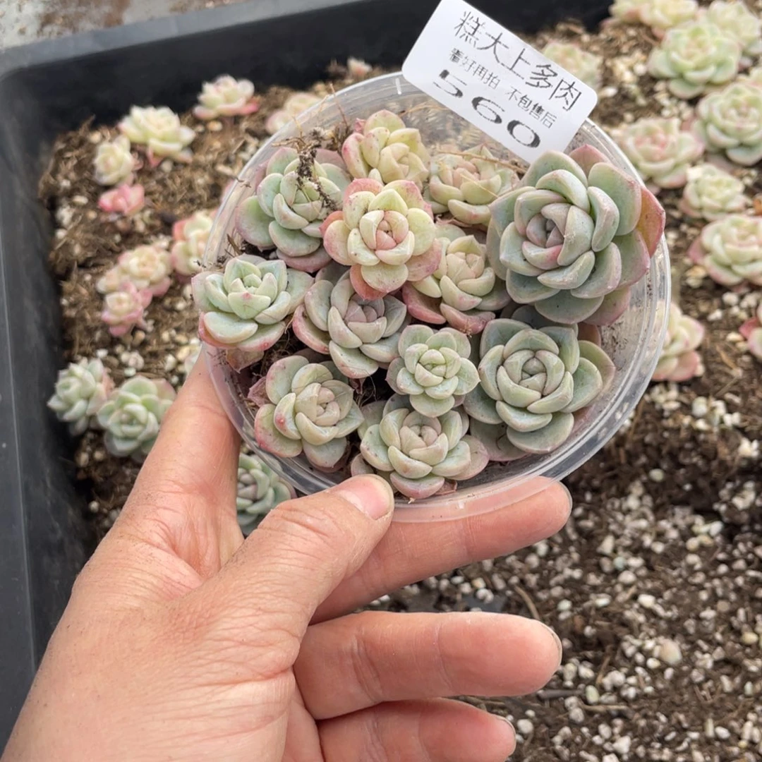 糕大上多肉植物560