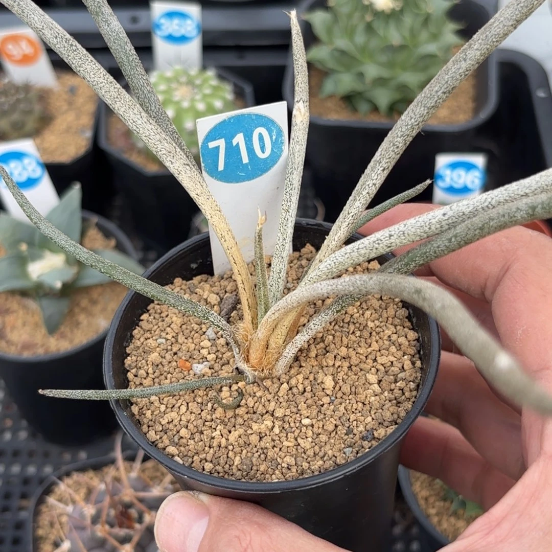 710实生美杜莎带盆带土