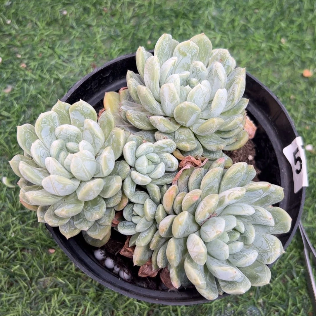 575 满38包邮一物一拍