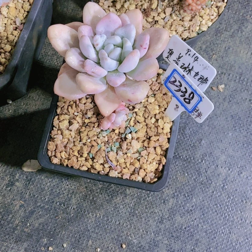 【闪购商品】W*.2338