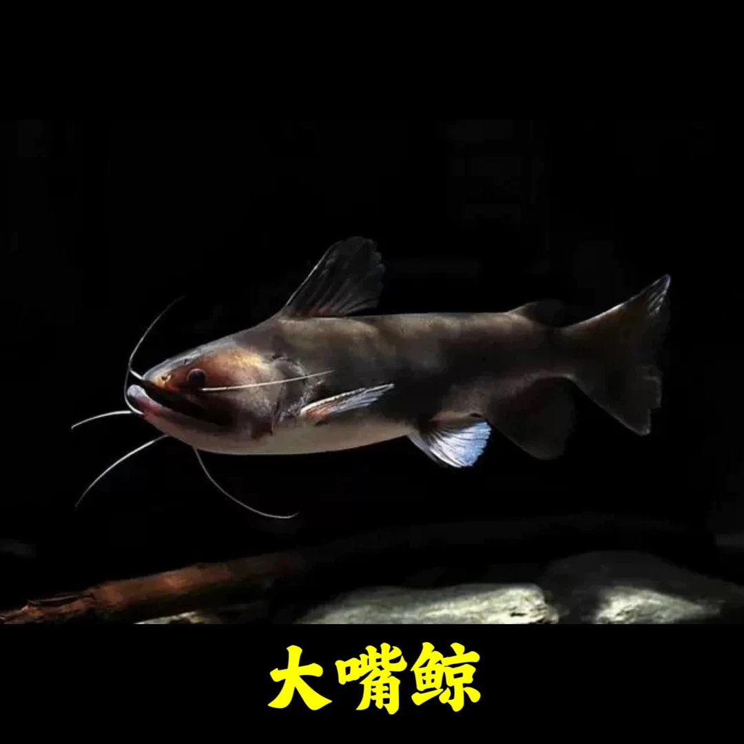 大嘴鲸定水养定精品淡水观赏鱼苗包邮包路损