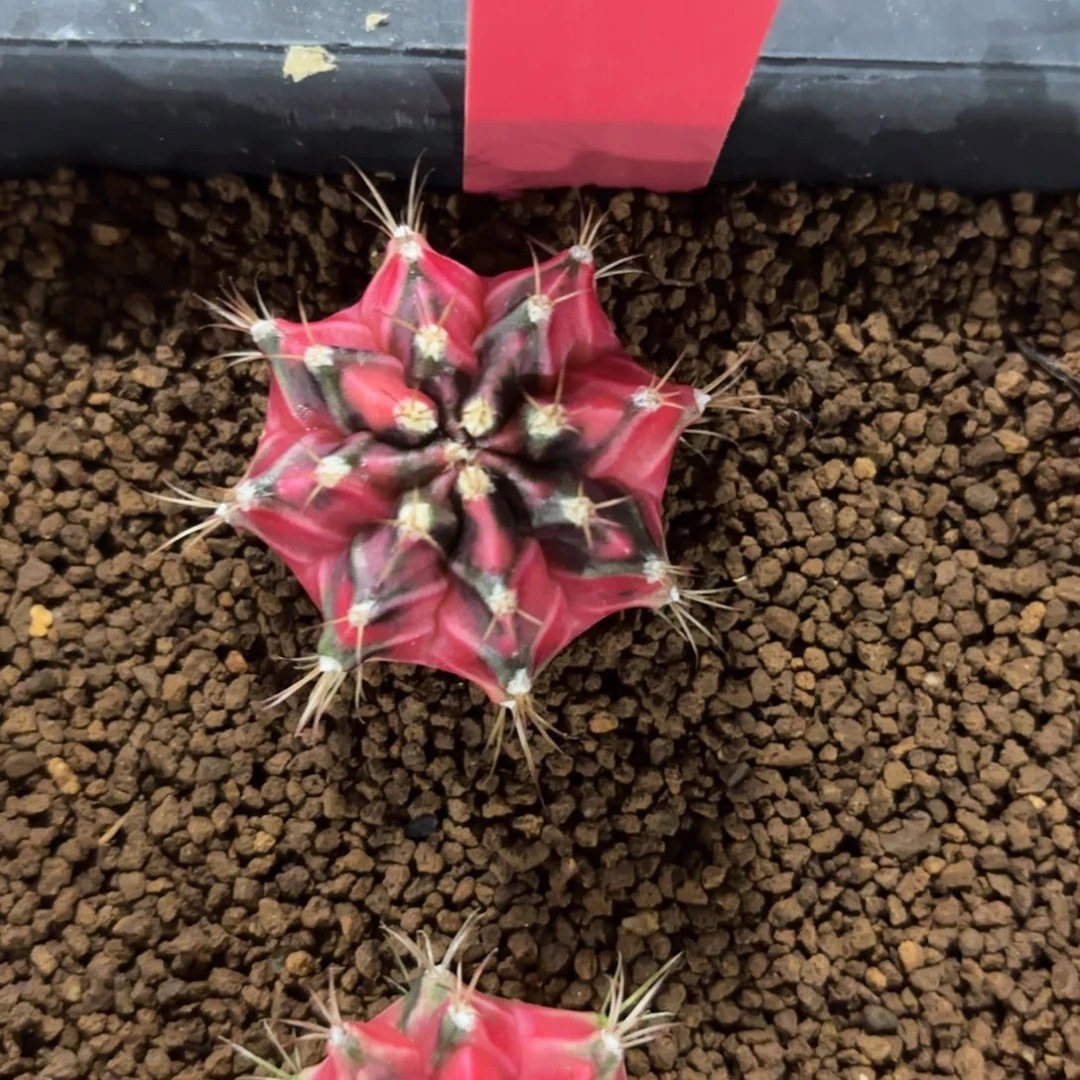 98-1221泰国发货多肉