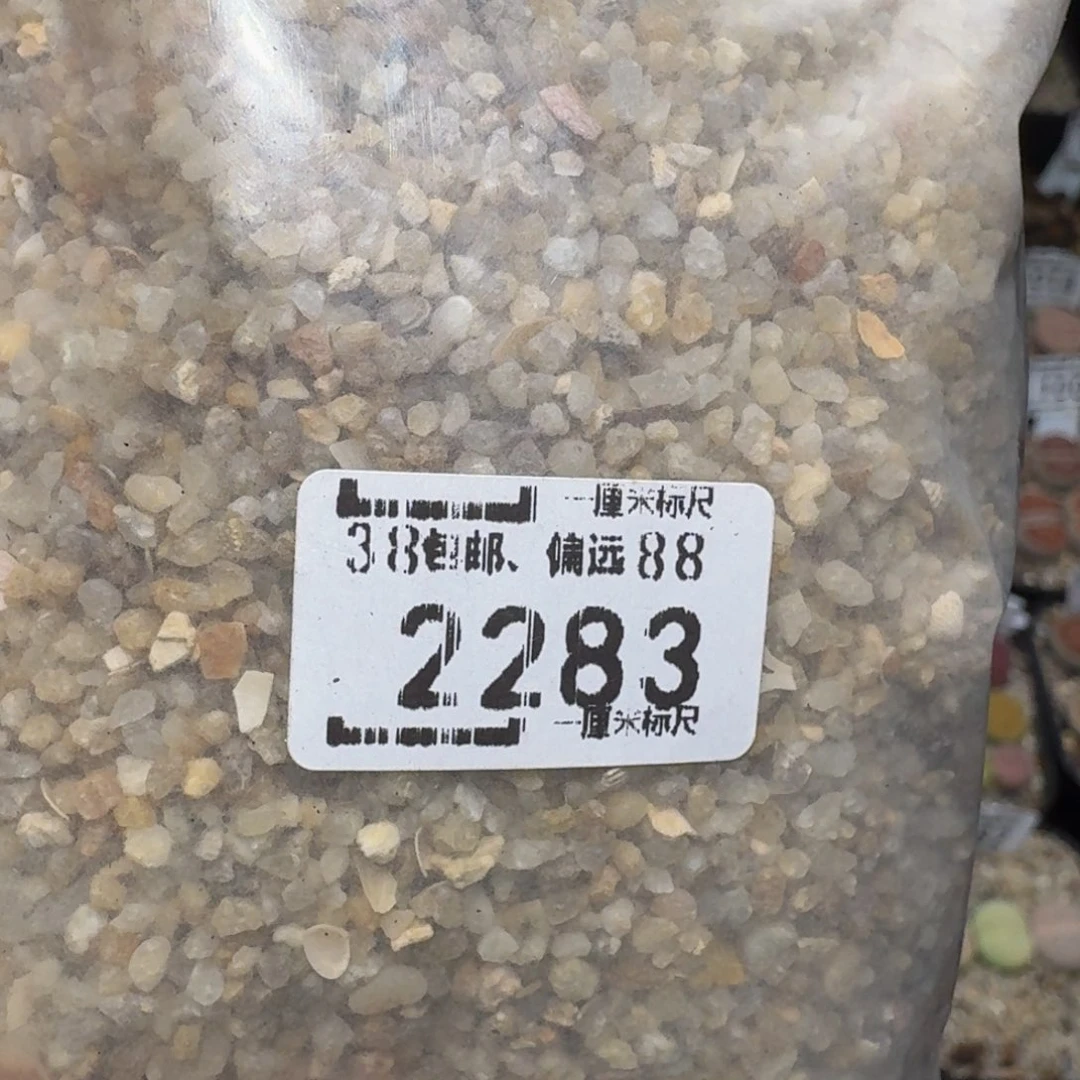 zzzz生石花肉锥2283