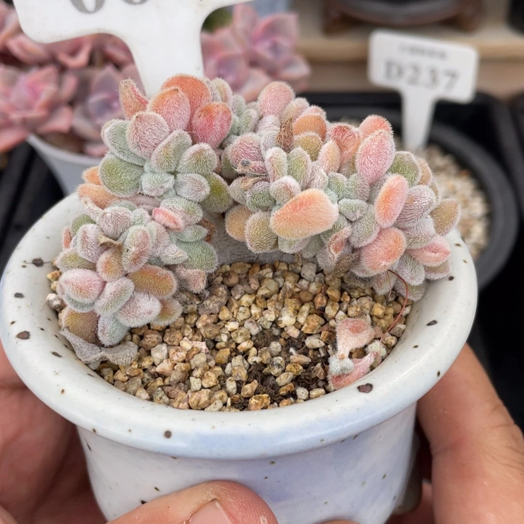 0677雪晃星不带盆7厘米