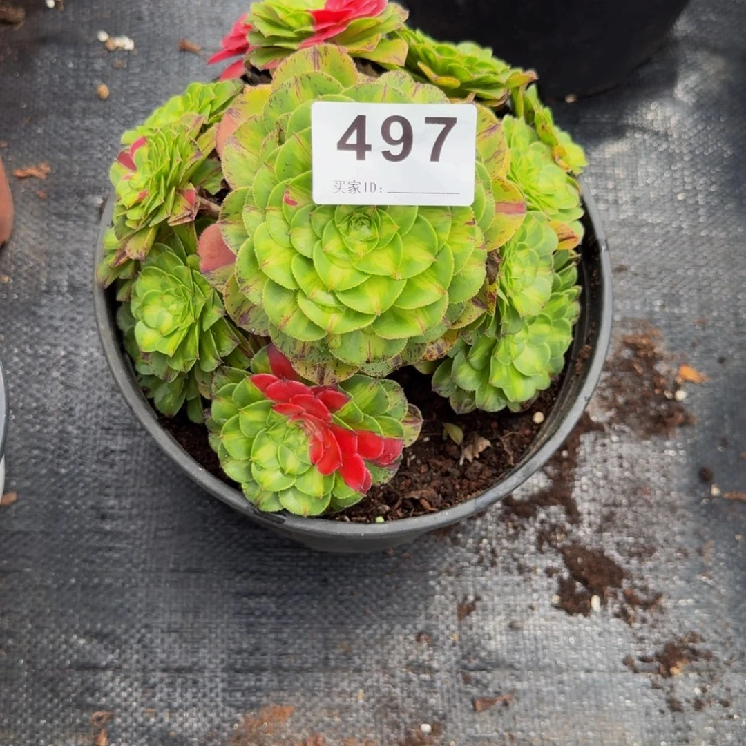 付***喵497多肉植物法师号
