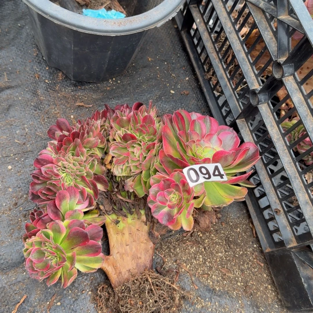094多肉植物轮回特价不包损