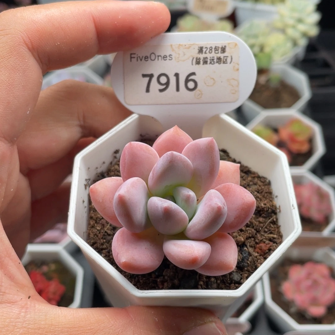 奥普琳娜7916-4厘米