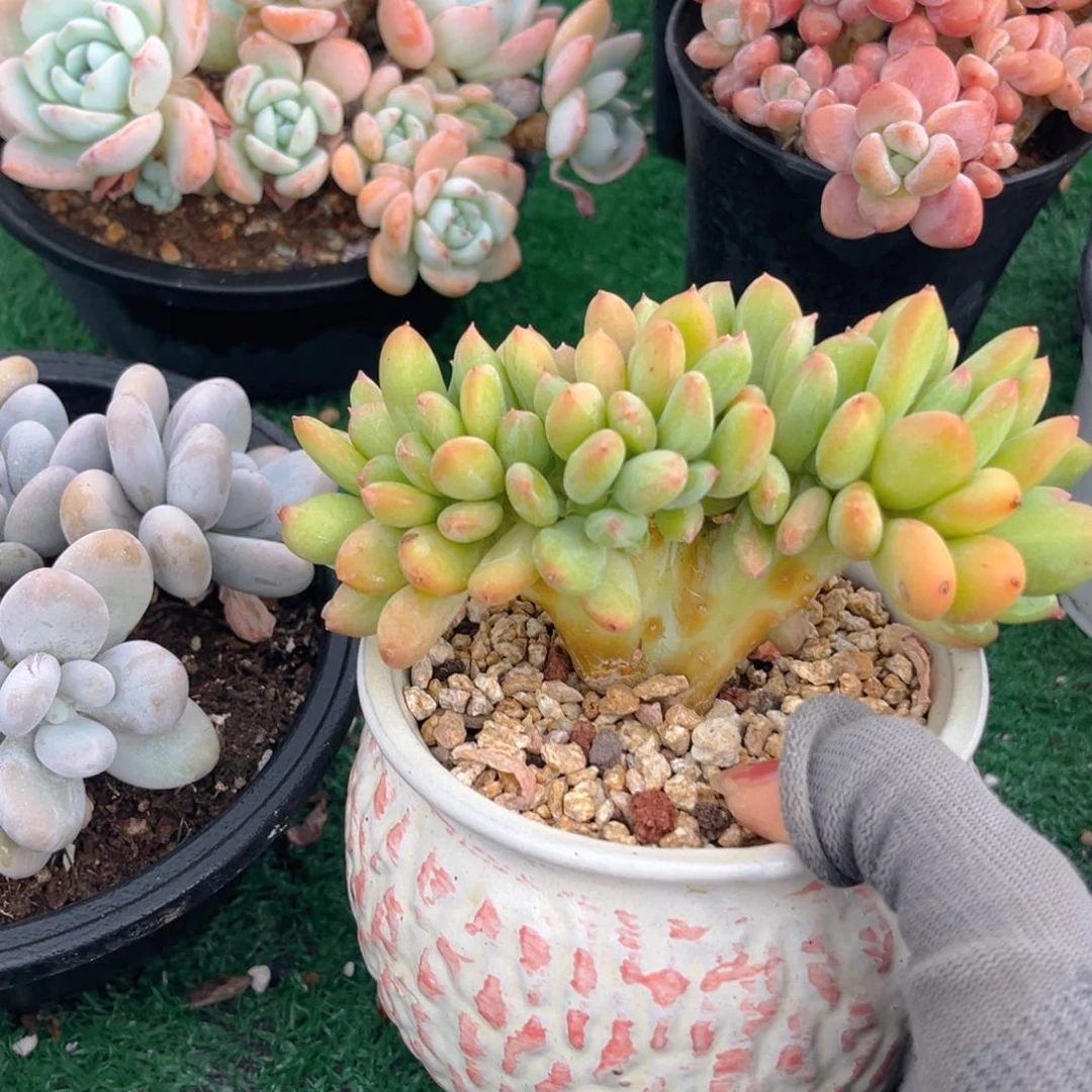 青美人缀88888800000000