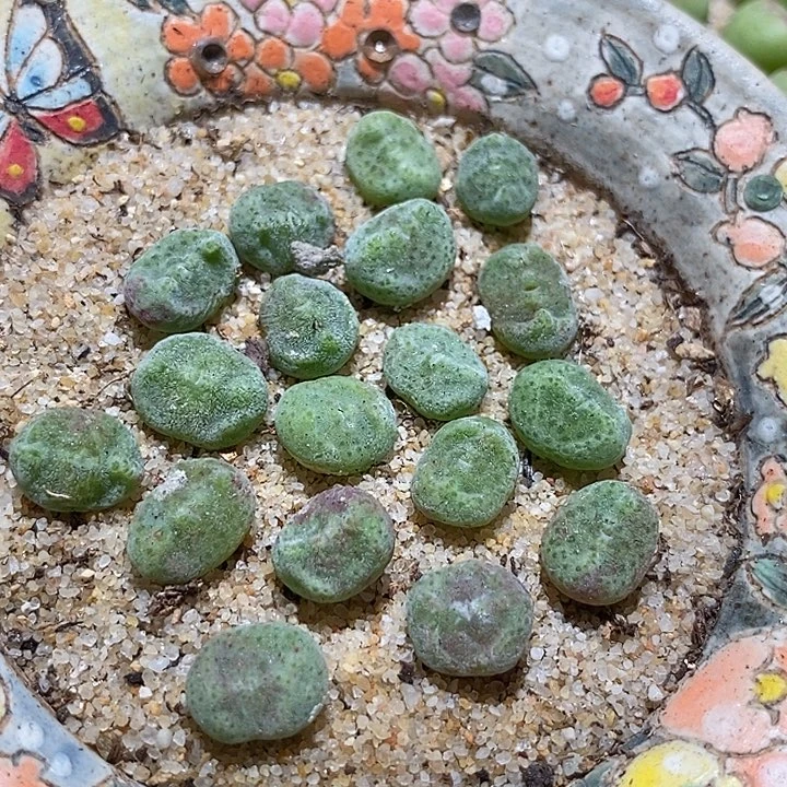 绿豆糕一颗       限购