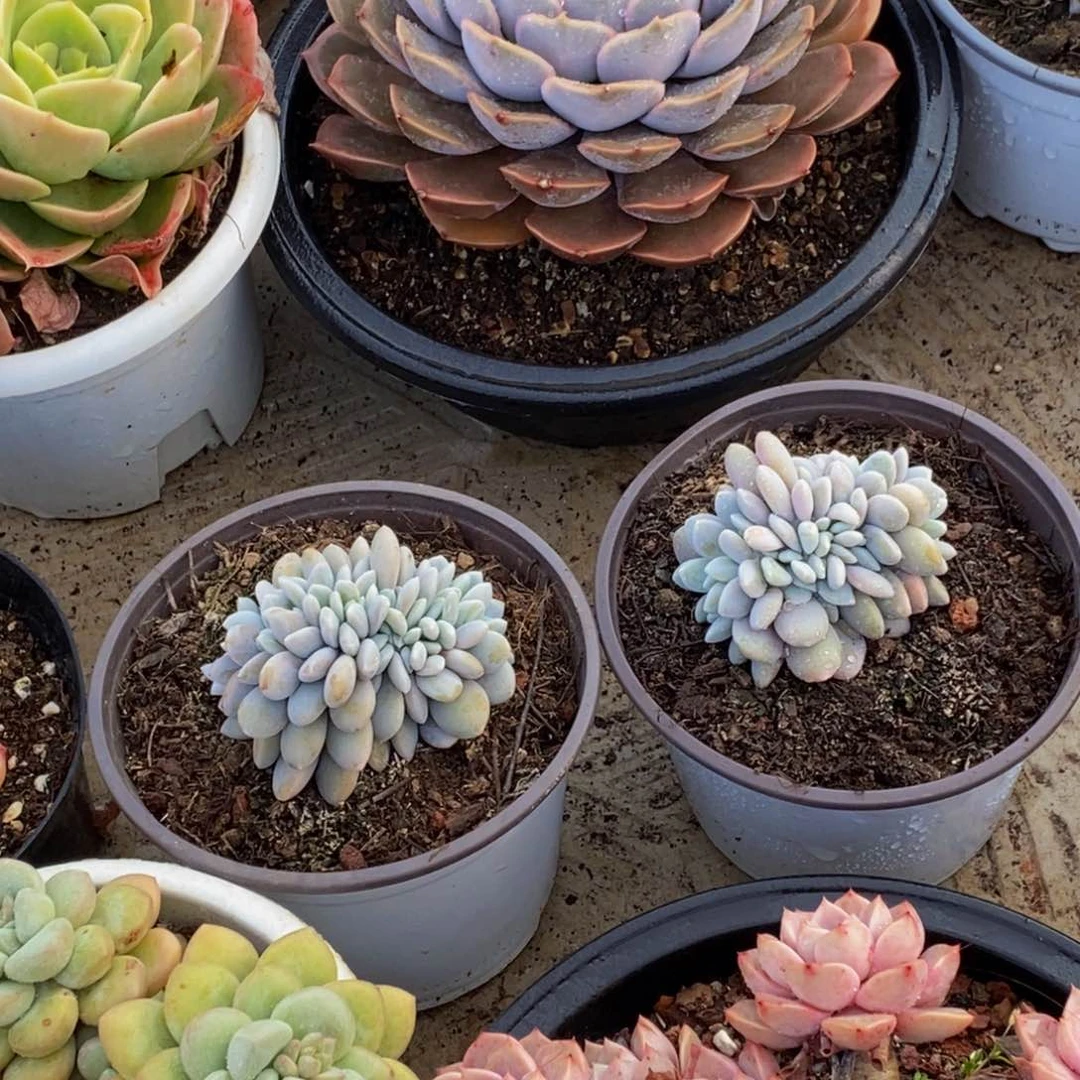 t****?48包邮一物一拍多肉植物