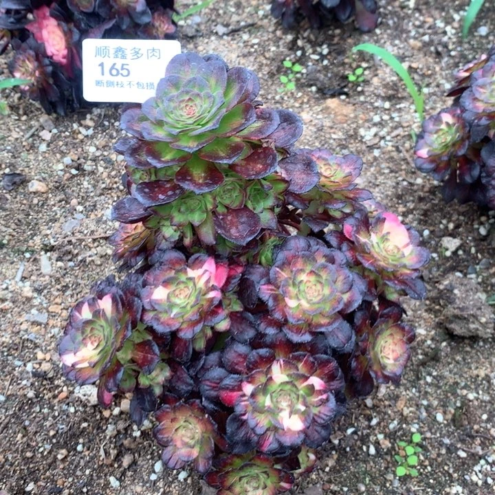 165海王七彩多肉植物