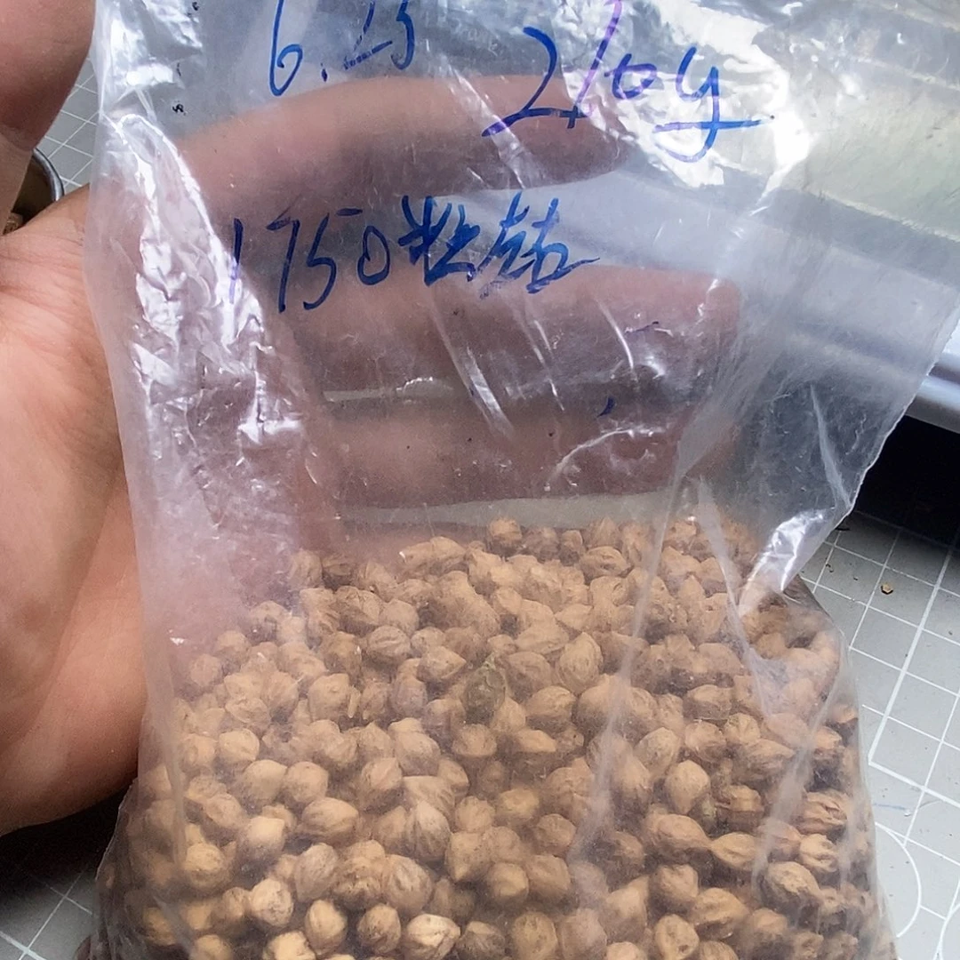 吊坠柏香籽/百香籽