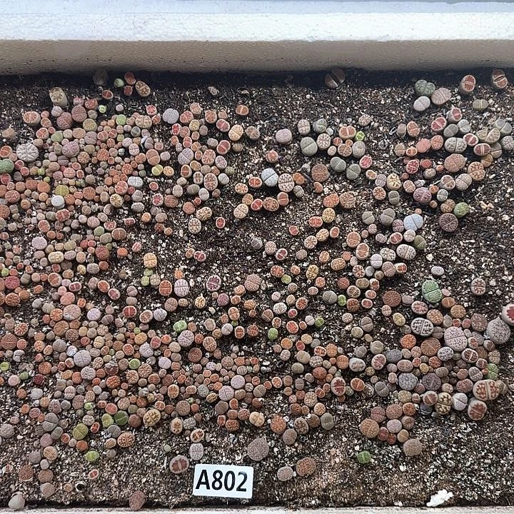 A802 生石花整箱脱土包邮