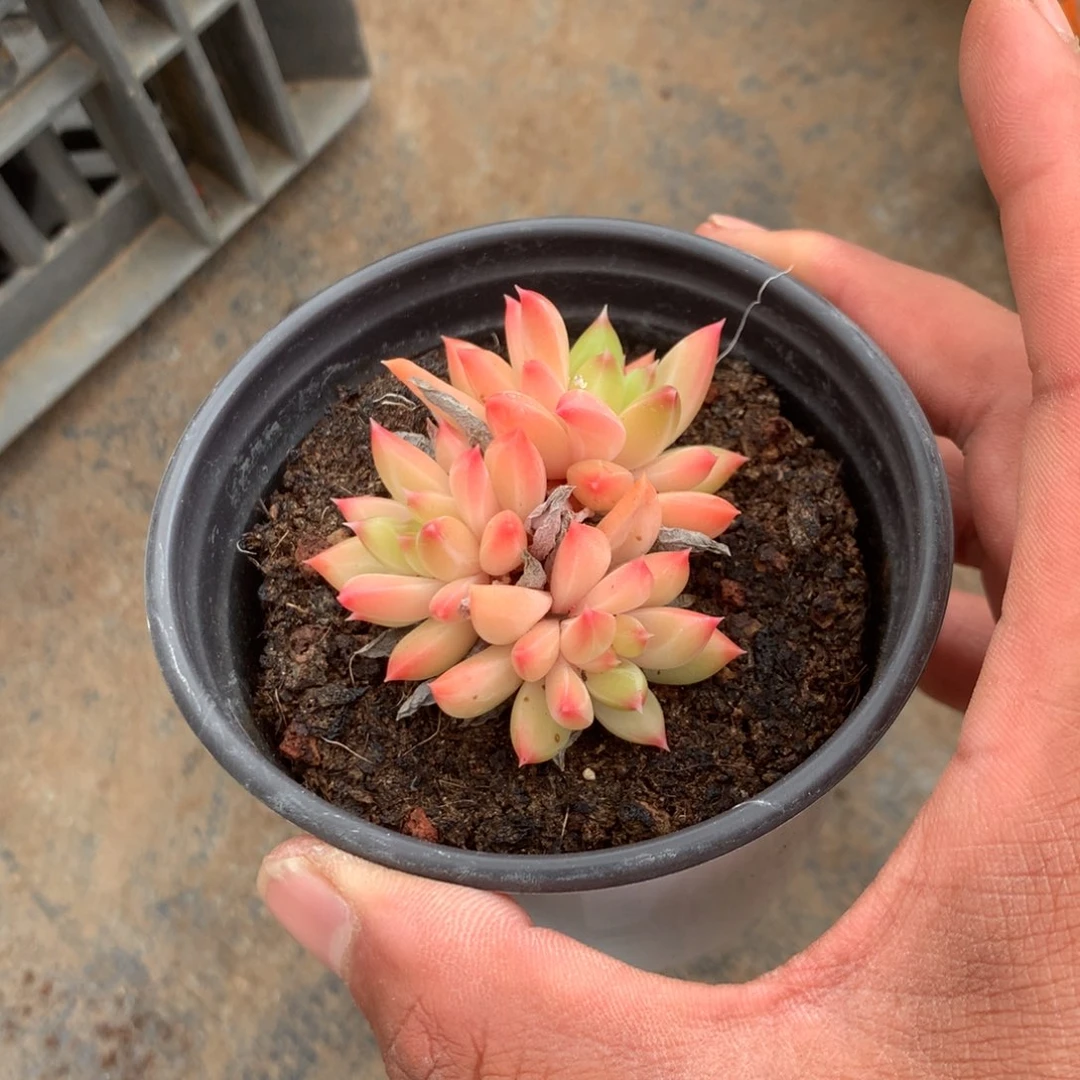 p***g你不去上班就好哦你