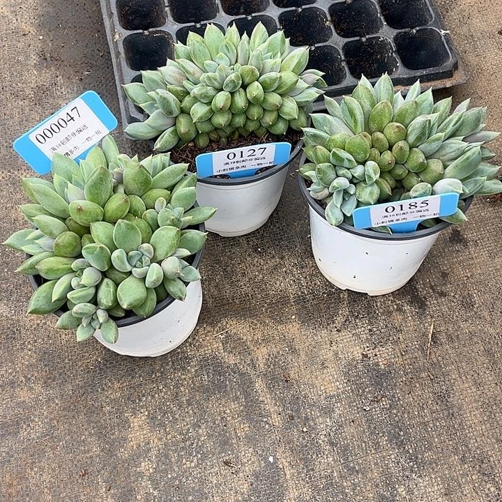 红象牙一物一拍47号，127号，185