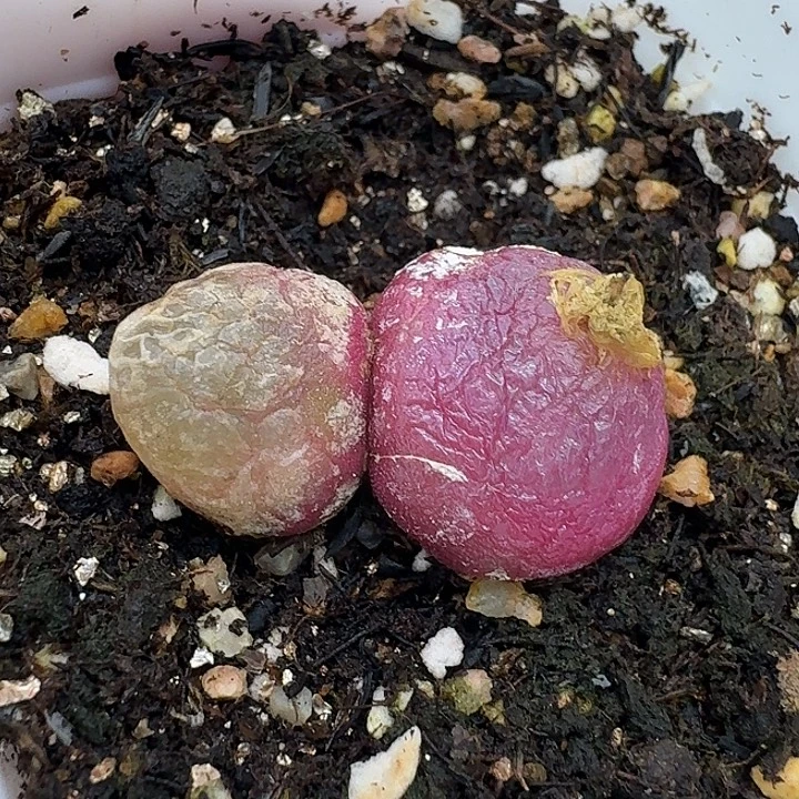 老马生石花双头灯泡2312