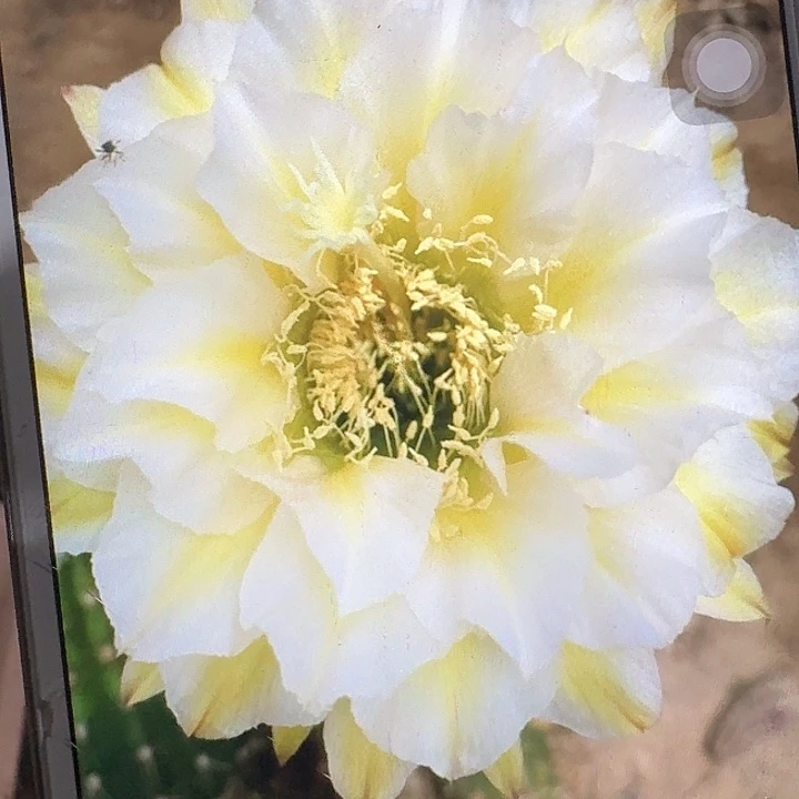加强六月五侧芽5公分左右毛花柱（20包邮）