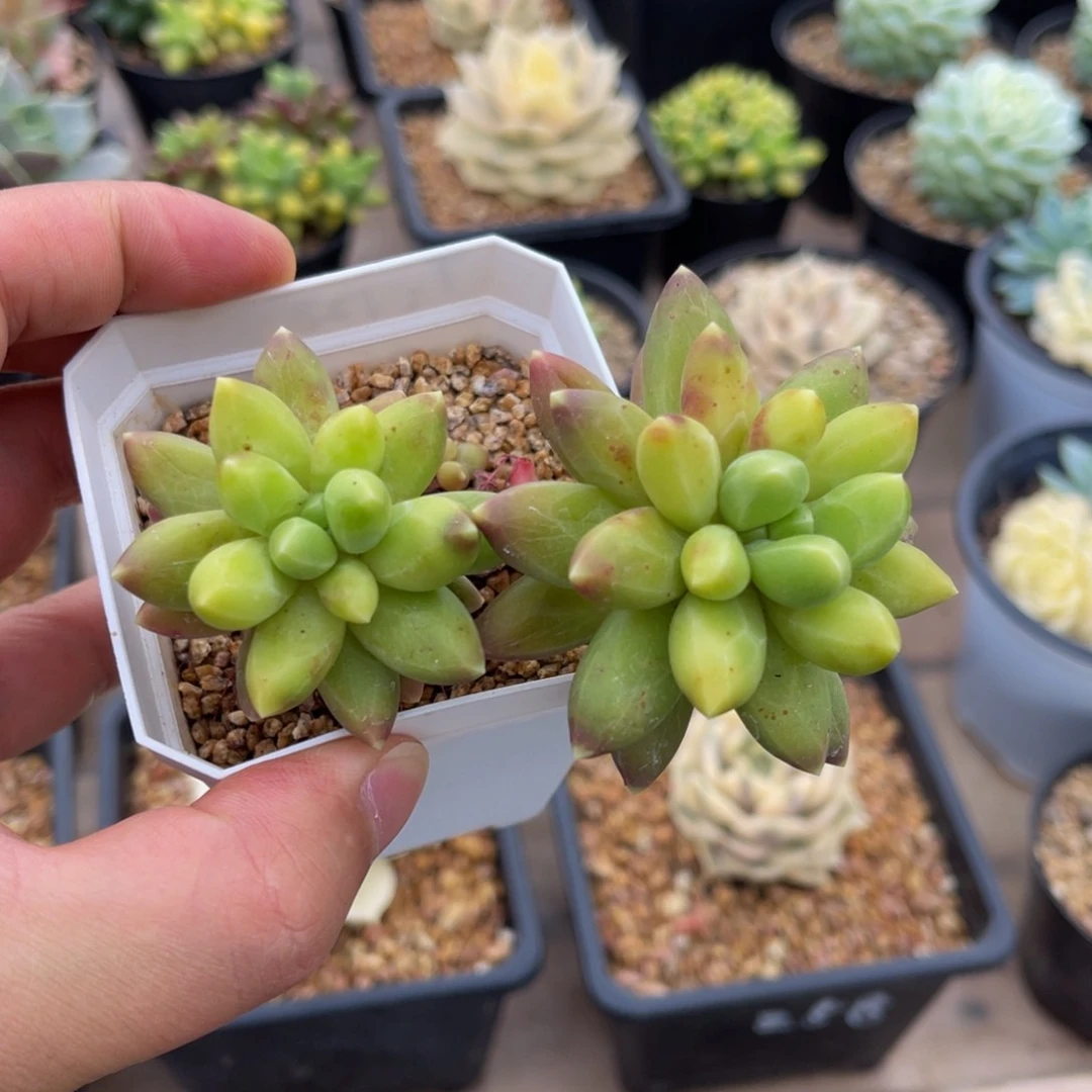 一物一拍不支持退换