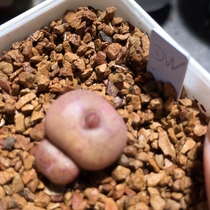 10523大王樱桃一颗