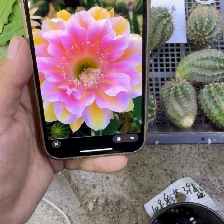 322彩草绝色佳人歪无根侧牙4公分左右，20包邮