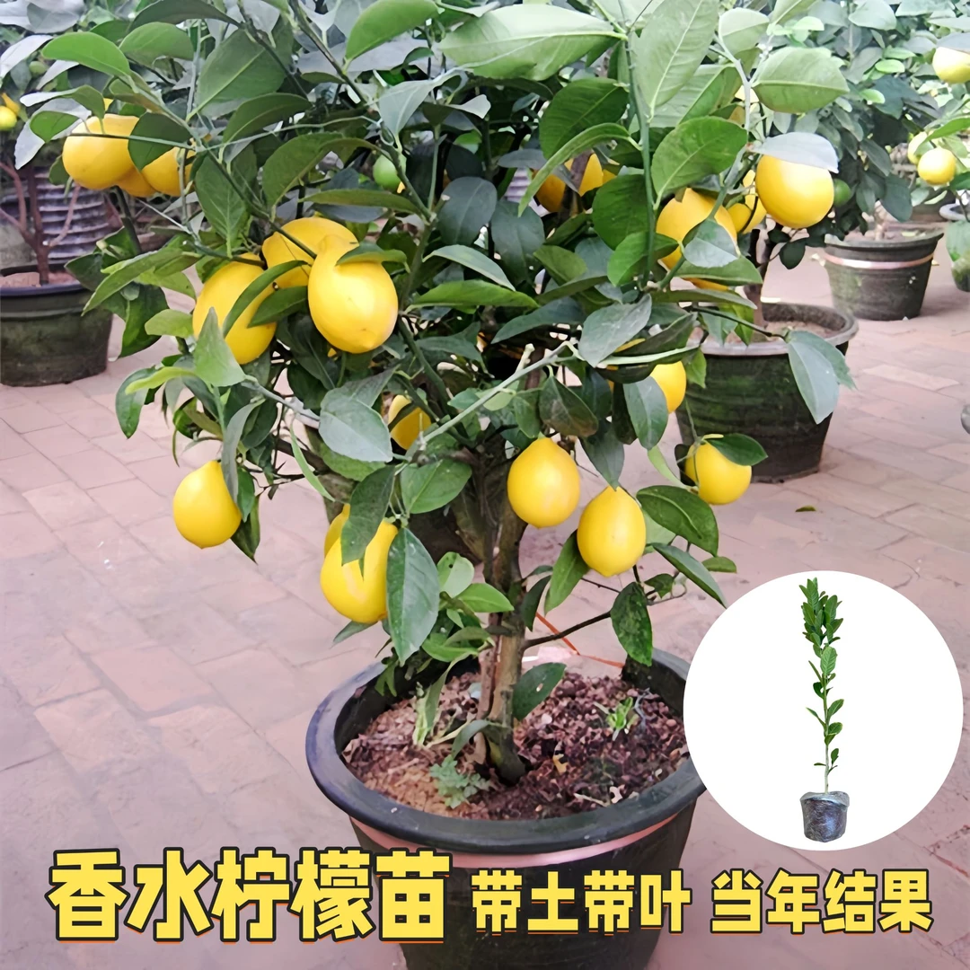 【原土】香水柠檬苗室内室外阳台四季开花结果无籽柠檬苗食用柠檬苗