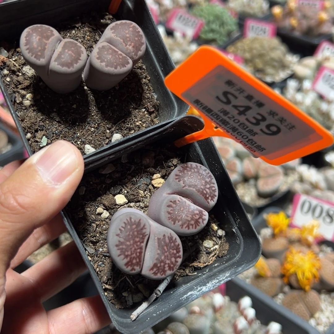 438.439 一物一拍，默认有伤，介意勿拍，不退不换