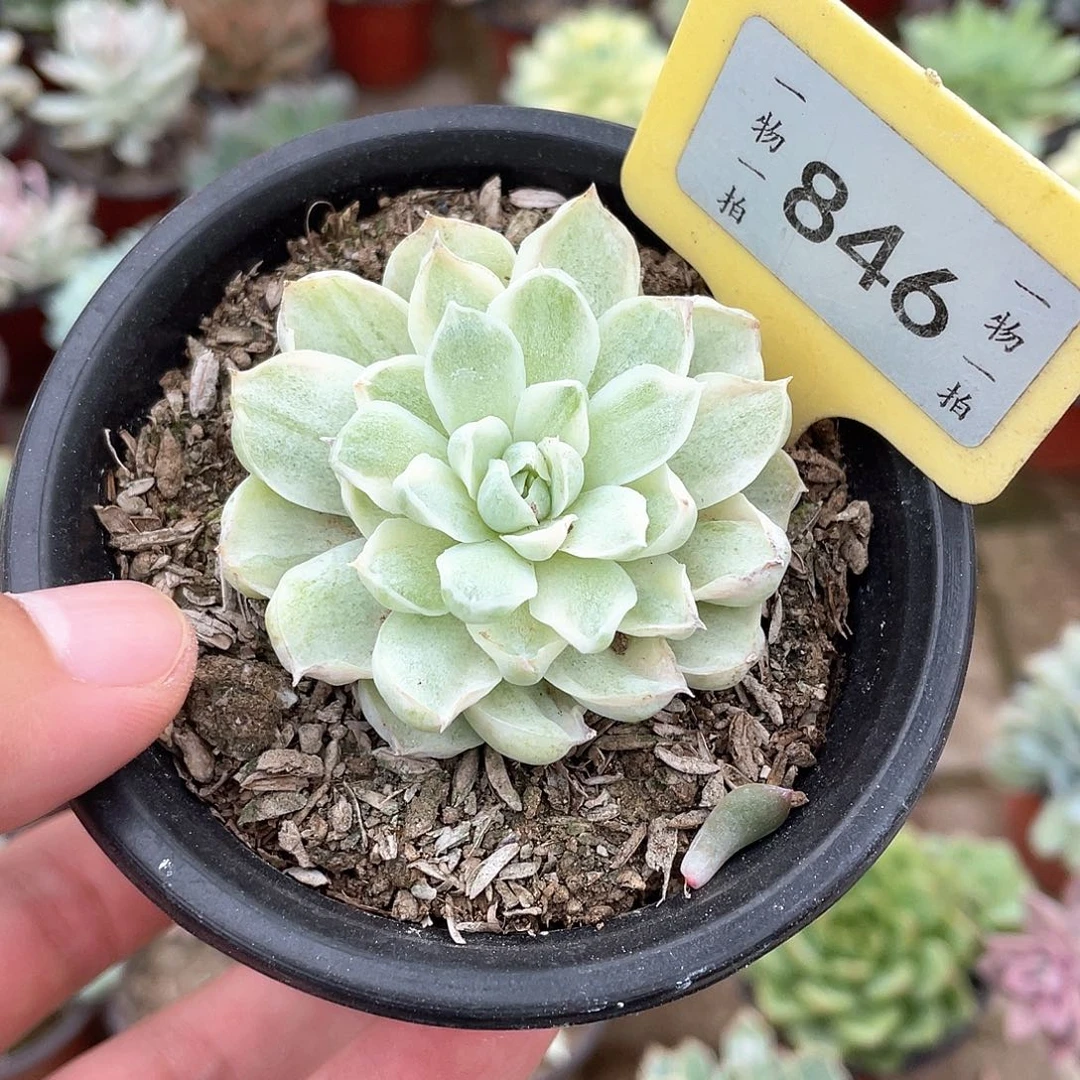 火***柴846号多肉植物盆栽