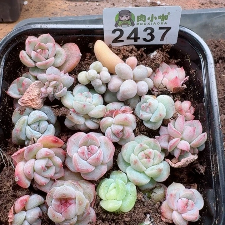 多肉植物多肉植物