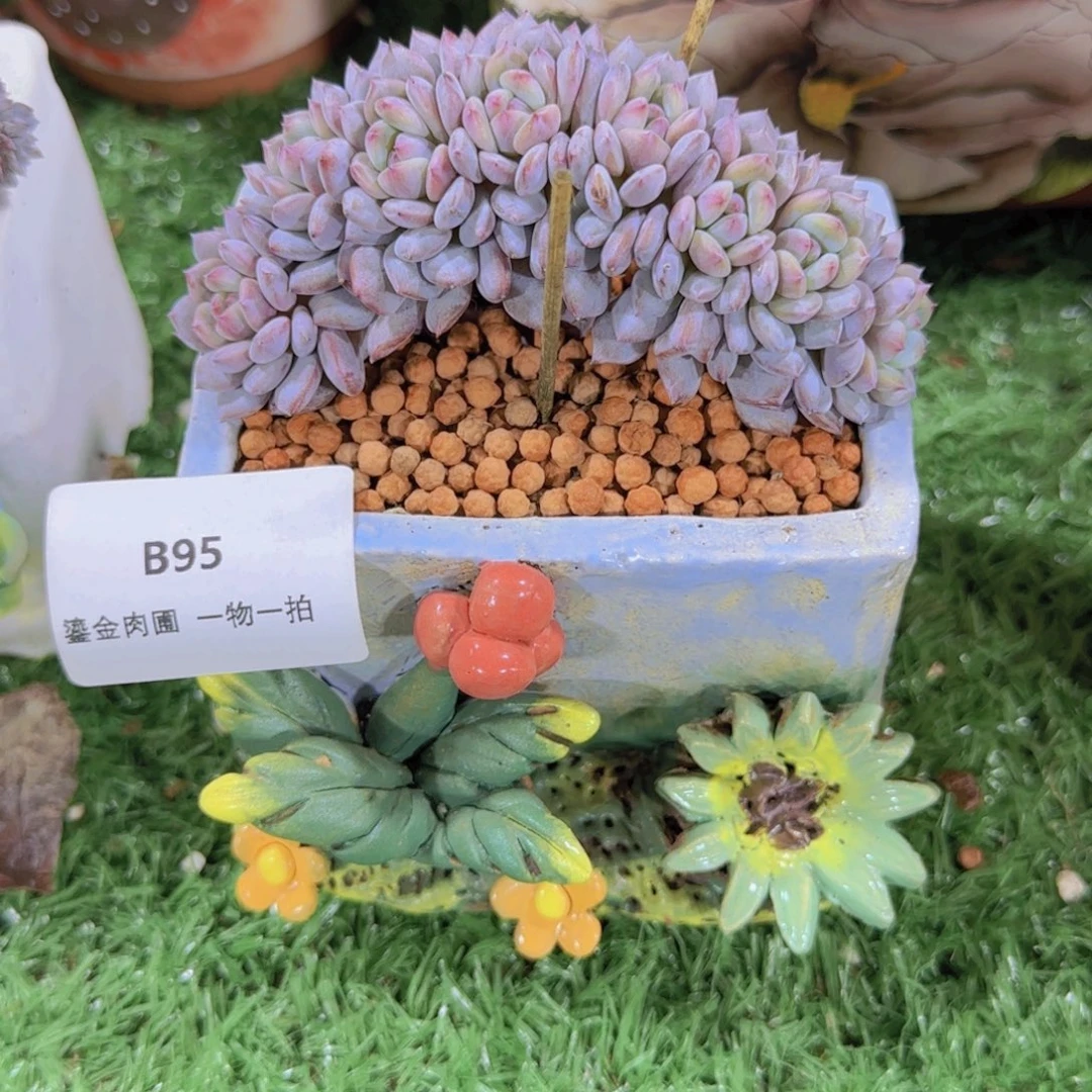 天***gB95星星橙朵朵缀