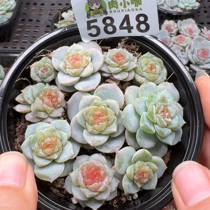 多肉植物多肉植物