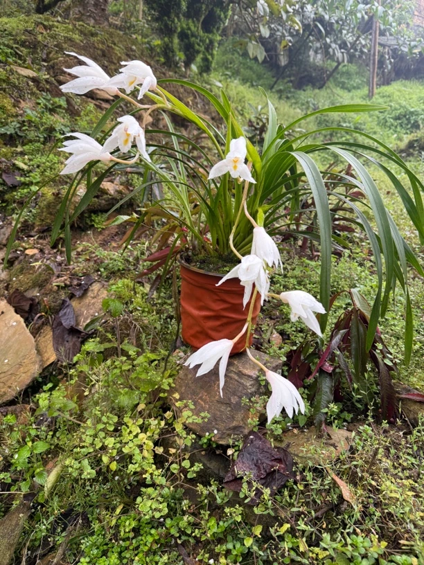 海南象牙白兰花庭院盆栽花卉植物四季常青室内外阳台兰草虎头兰