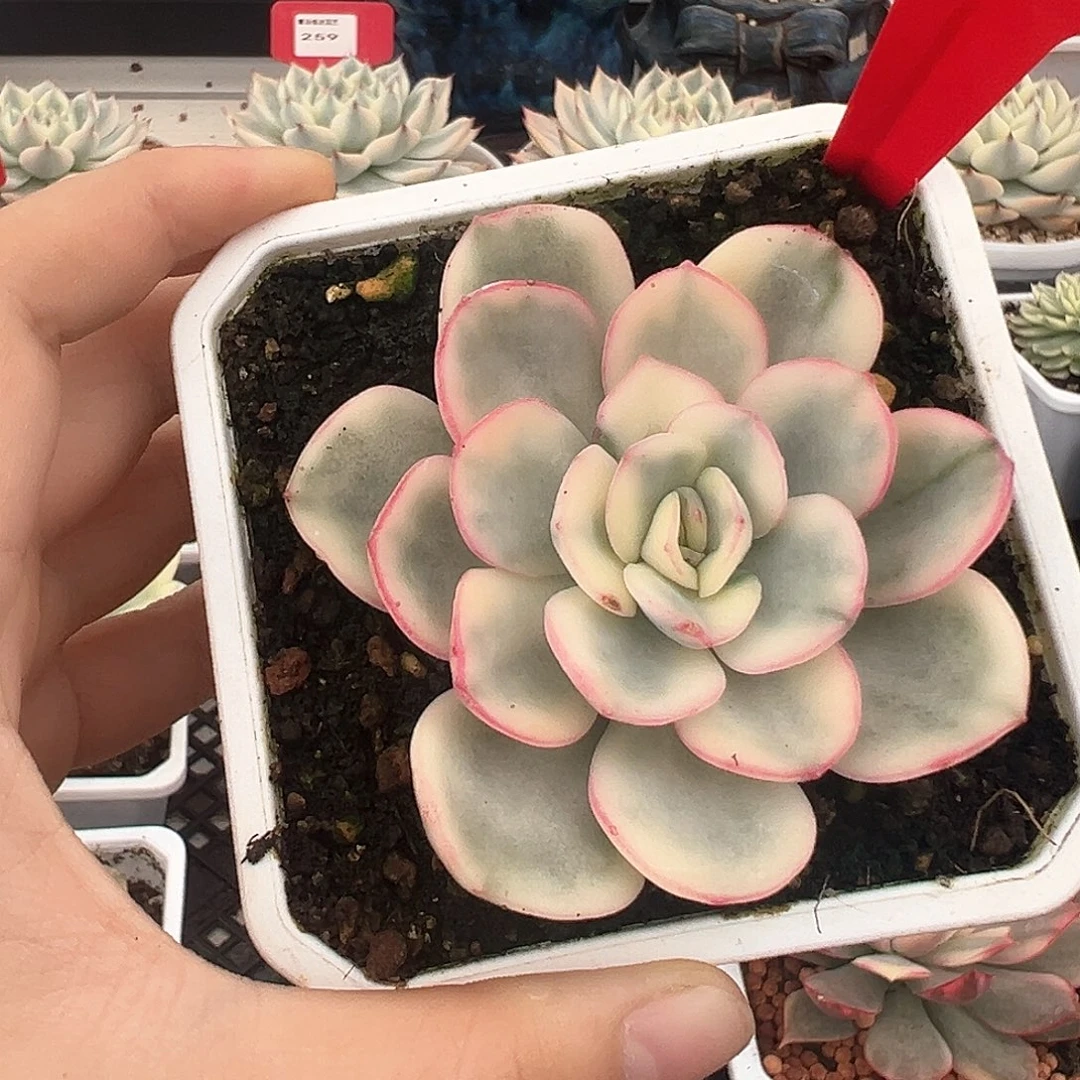 52号友谊锦多肉植物