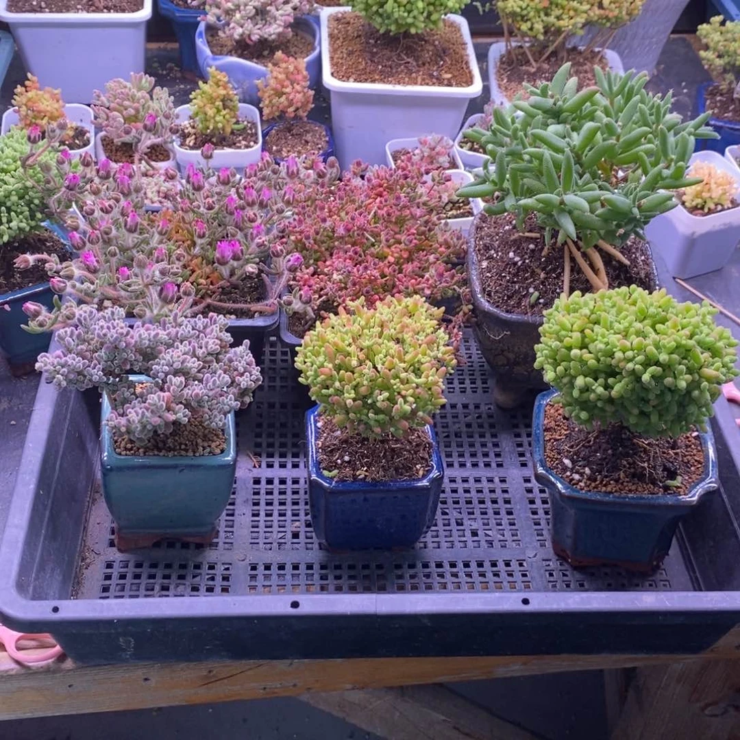 无**将147无名专拍。