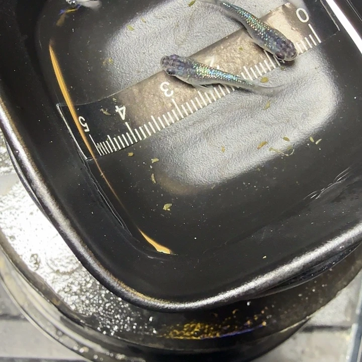 青鳉鱼67号拍品蓝宝石短体