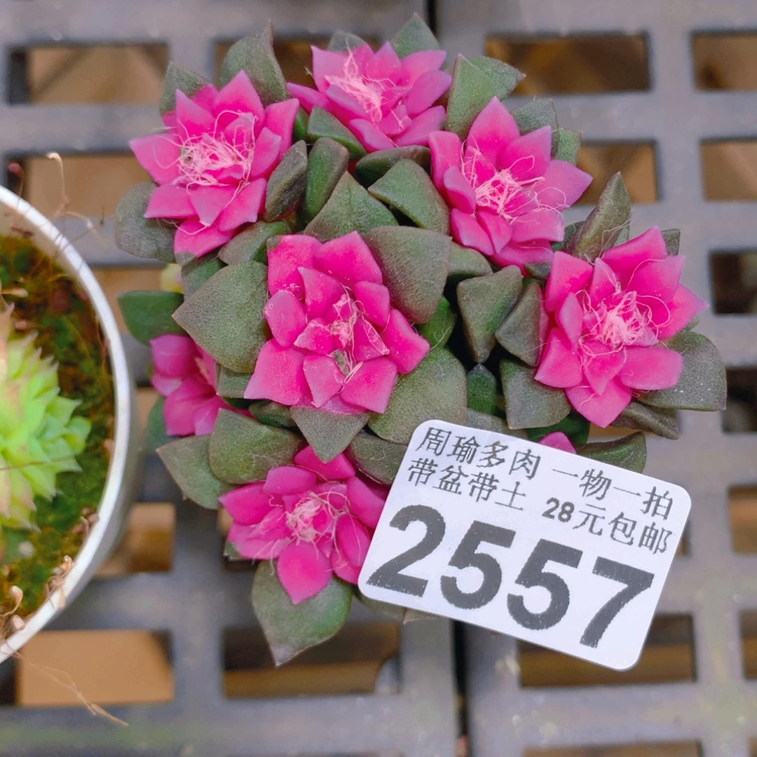 精控多肉植物2557