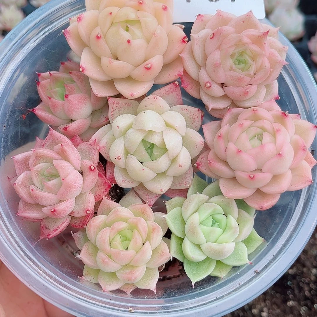 1-91 新疆西藏内蒙不发12.8包邮2-3公分多肉